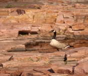 SiouxFallsGeese 2014 05 17 002